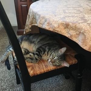 Meet your Posher, Bridget